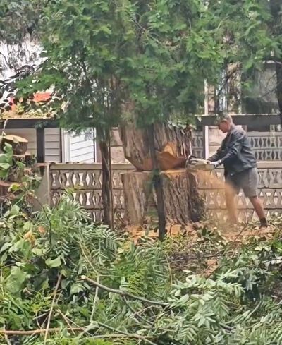 ОТРЯЗАХА ОГРОМНО ДЪРВО ПРЕД „МОРСКО КАЗИНО“ В МОРСКАТА ГРАДИНА НА ВАРНА ПО ЗАПОВЕД НА ИДИОТА КМЕТ БЛАГОМИР КОЦЕВ! ТОЗИ КОРУМПИРАН ТИП ТРЯБВА ДА БЪДЕ ИЗГОНЕН С КАМЪНИ ОТ ОБЩИНАТА! /ВИДЕО/