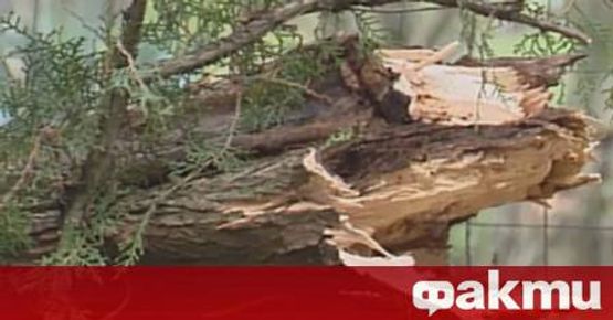 Дърво падна върху майка с две деца в София Инцидентът ...