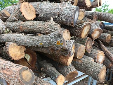Зимата е далеч но дървата вече са пред портите в Добринище