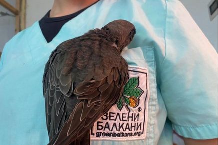 Не подминавайте паднал бързолет, ето какво да направите