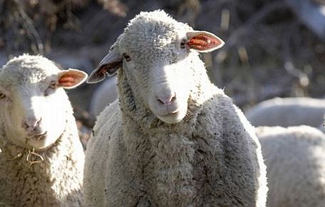 Огнище на шарка по овцете и козите е установено в село Кърналово