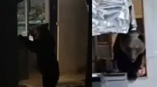 Мечка вече влиза като у дома си! За пети път нахлу в къща за гости над Кресна, сама отваря и затваря вратата на кухнята ВИДЕО