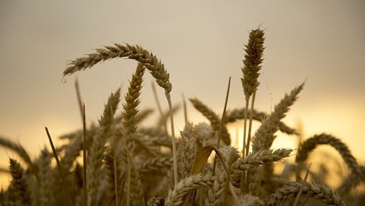 Цената на пшеницата на MATIF е нагоре с 18% за месец