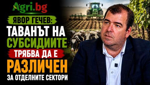 Гечев: Трябва да затягаме възела за субсидиевъдите