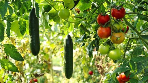 Фермерите учат как да прилагат No-till и зелено торене при зеленчуците