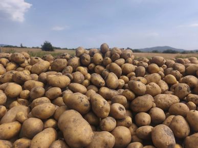 Площите с картофи в ЕС се свиха до най-ниското ниво от десетилетие. Накъде отива пазарът?