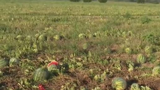Дини остават необрани край Любимец заради сринати изкупни цени