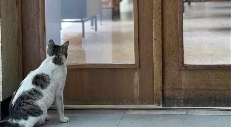 котаракът жоро остава пловдивската библиотека