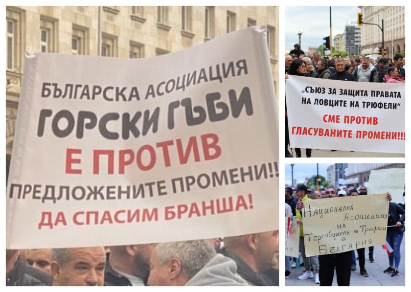 протест центъра софия унищожаването сектора събирачите гъби