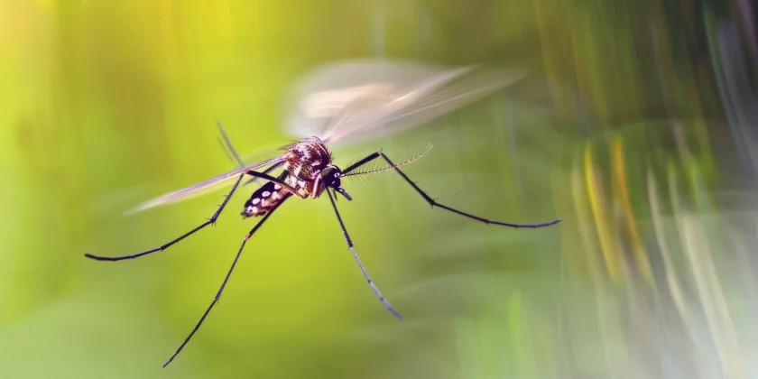 епидемия западнонилска треска румъния починали 100 заразени