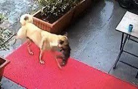 трогателно видео стана сензация интернет видео