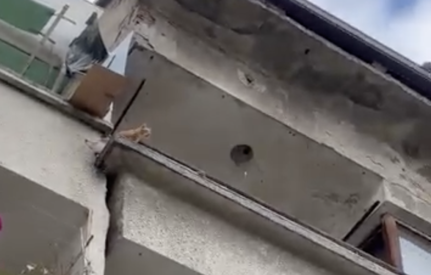 сигнал страдащи животни пловдив трогна мрежата bdquoвик помощldquo балкона видео
