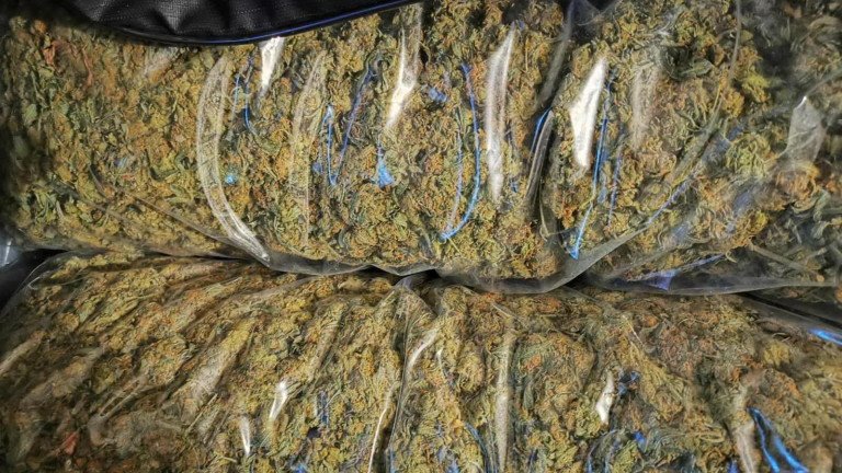 заловиха близо 246 марихуана капъкуле ndash двама шофьори арестувани