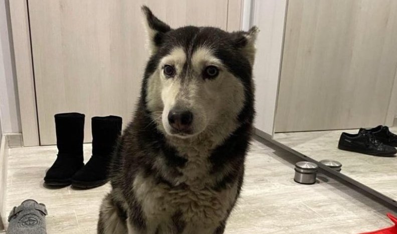 прокуратурата кучето мая било прегазено умишлено останало живо инцидента