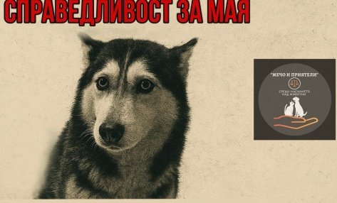 протест bdquoсправедливост маяldquo хиляди настояват строги наказания насилие животни