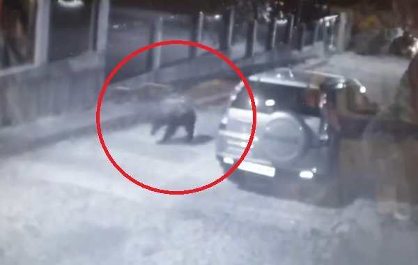 мечка тича улиците карлово паника сред жителите видео