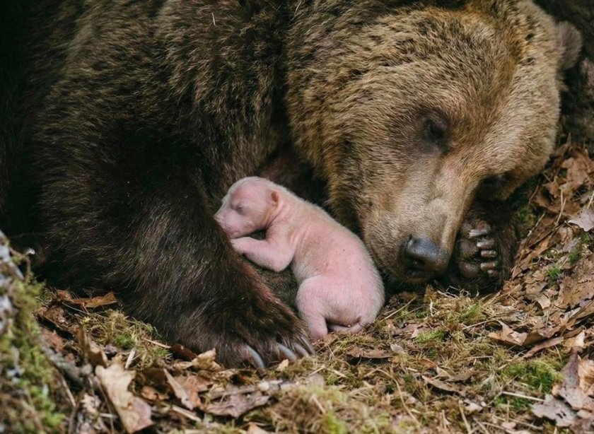 мечето аномалия природата ражда хлебче