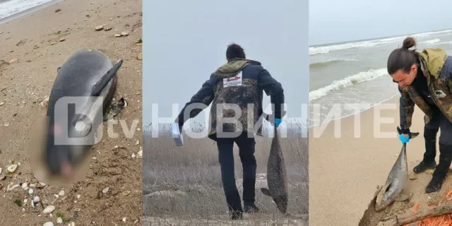 екологичен инцидент северното черноморие откриха мъртви делфина 300 буревестници