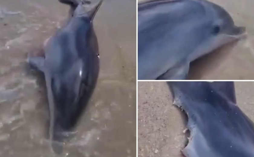 видео челюсти полужив делфин ухапан огромна акула залива халкидики