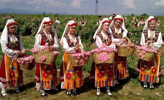 хиляди стекоха празника розата карлово производители предупредиха криза сектора