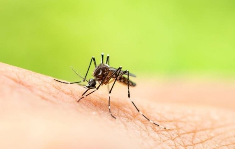 тулуза изпраща bdquoмодифицираниldquo тигрови комари bdquoспециална мисияldquo унищожаване собствения вид