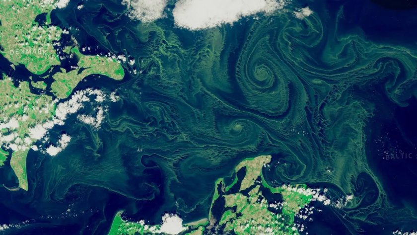 Отровни водорасли превземат Балтийско море