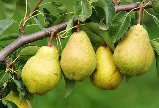 крушите вкусен източник фибри витамини полезни растителни съединения