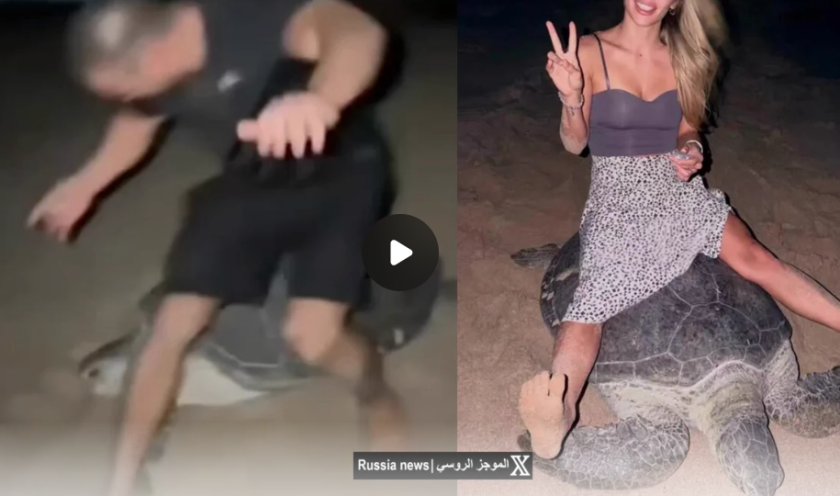 видео украинска двойка потресе властите оман социалните мрежи седнаха застрашен вид морска костенурка