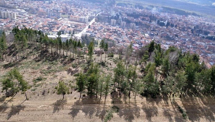 бракониери отсякоха десетки борове гора рзлог