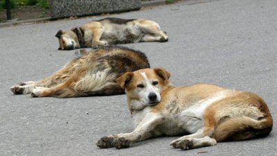 Масови убийства на кучета в &ldquo;Овча купел&rdquo;, общината дреме