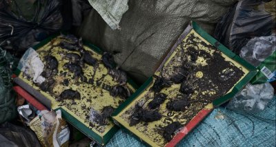 CNN: Плъхове и мишки гъмжат из окопите в Украйна в зловещо ехо от Първата световна война