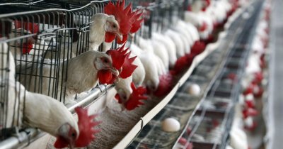 Откриха огнище на птичи грип в село Дрангово