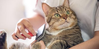 5 основни грешки в грижата за котките