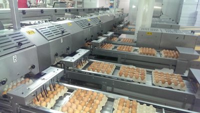Ще изчезнат ли кафявите яйца от магазините?