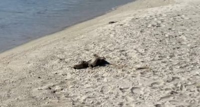 Мъртви делфини са открити на плажа в Кранево