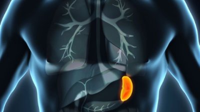 Заболявания на далака - причини, симптоми и лечение