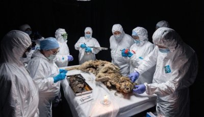 Руски учени направиха аутопсия на вълк, живял преди 44 000 години (СНИМКИ)
