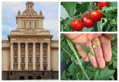 Доматите в парламента родиха първия си плод (СНИМКИ)