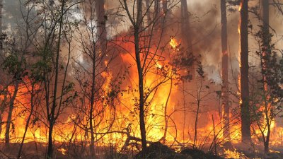 Пожар избухна във военния полигон "Корен"