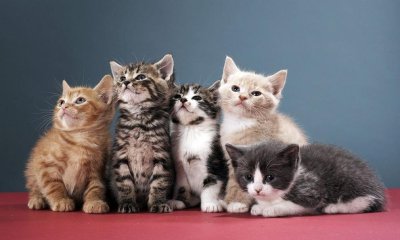 Отбелязваме Международния ден на котките