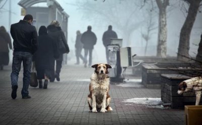 Днес отбелязваме Международния ден на бездомните животни