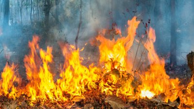 Голям пожар гори в местността Околоще край Бобошево