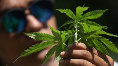 АКЦИЯ: Над 1 тон марихуана откриха в благоевградско село