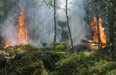 Пожар пламна в района на село Плоски