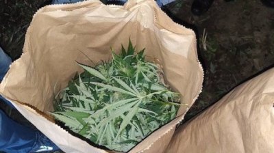 Мъж e арестуван за отглеждане на канабис в коритото на река Какач в София