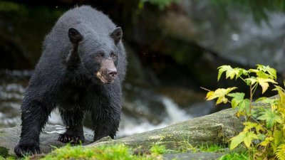 12-годишно момче от Уисконсин застреля мечка, която нападна баща му