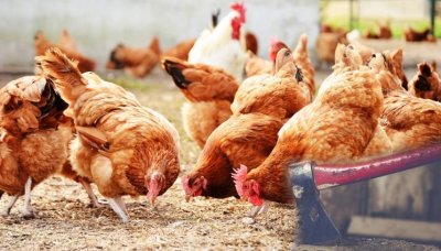 Огнище на птичи грип в птицеферма в ямболско село
