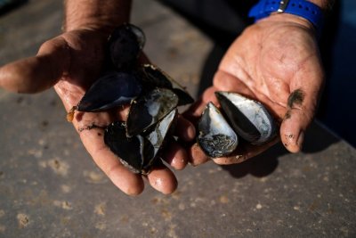 Заради жегите мидите изчезват от морето в Гърция