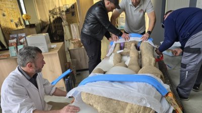 Скулптурата от Хераклея Синтика е транспортирана към реставрация в НАИМ-БАН (ВИДЕО)