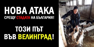 ВЕЛИНГРАДЧАНИ МОЛЯТ ЗА ПОМОЩ, ЗА ДА СПАСЯТ ЖИВОТНИТЕ СИ!